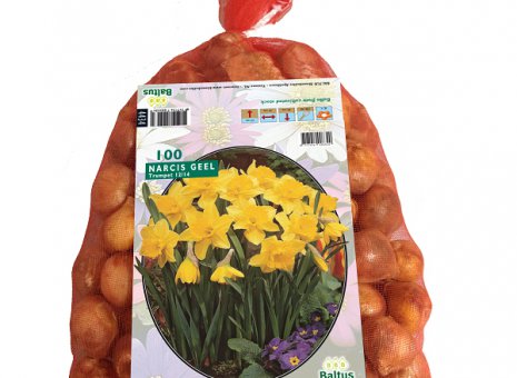 Narcis geel