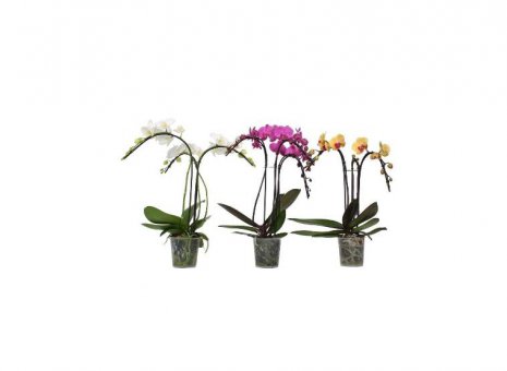 Phalaenopsis umbrella