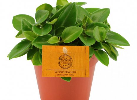 peperomia pixie wonderwings
