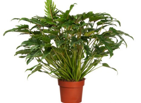 Philodendron Xanadu