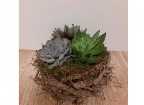 plantenarrangement Echeveria