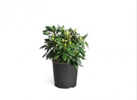 Rhododendron obtusum