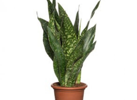 Sanseveria