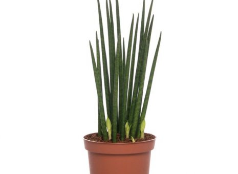 Sansevieria cylindrica