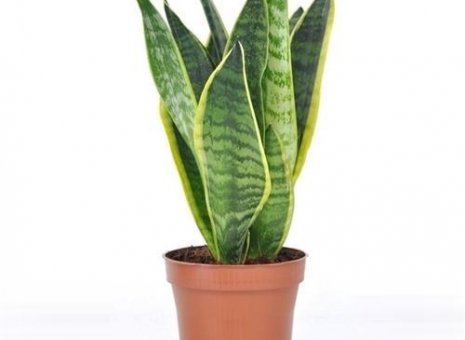 Sanseveria