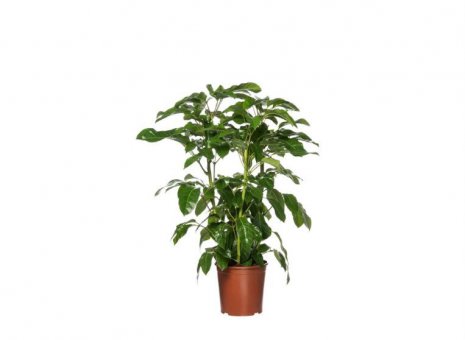 Schefflera