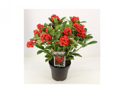 Skimmia obsession