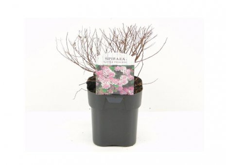 spiraea litle princess