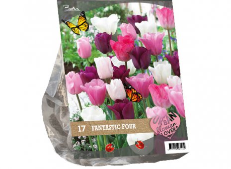 Tulipa fantastic four