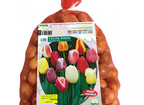 Tulipa mixed 