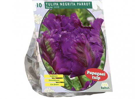 Tulipa negrita parrot 