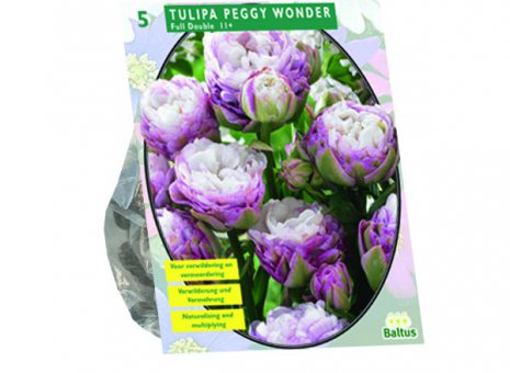 Tulipa Peggy wonder