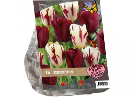 Tulipa perfection