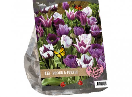 Tulipa proud purple 