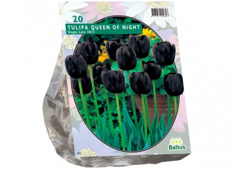 Tulipa Queen of the night 