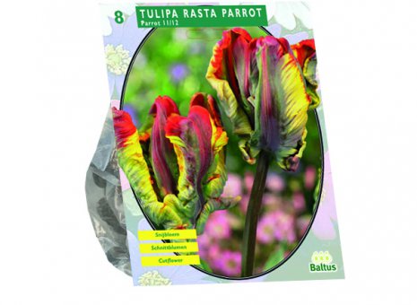 Tulipa rasta parrot 