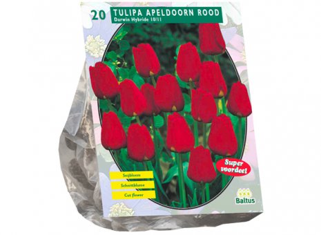Tulipa rood Apeldoorn