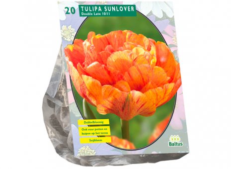 Tulipa sunlover