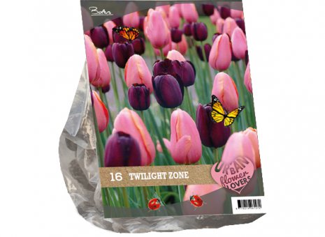 Tulipa twilight zone 
