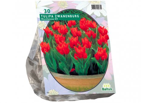 Tulipa Zwanenburg 