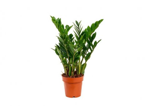 Zamioculcas